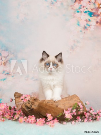 Bild på Pretty blue eyed ragdoll baby cat in a wooden scale on a romantic background with flowers and soft pastel colors